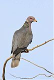 Band-tailed Pigeon